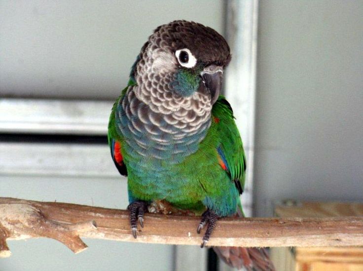Conure Perlée 4